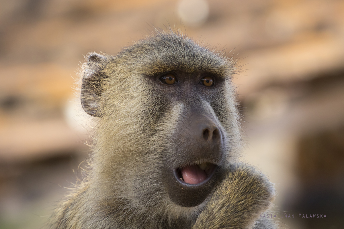 Papio, cynocephalus, Yellow, Baboon, Africa, Kenya