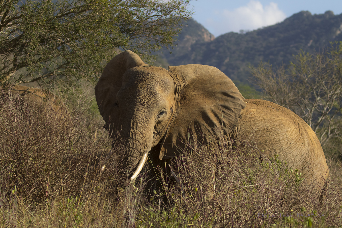 Loxodonta, africana, African, Bush, Elephant, Africa, Kenya