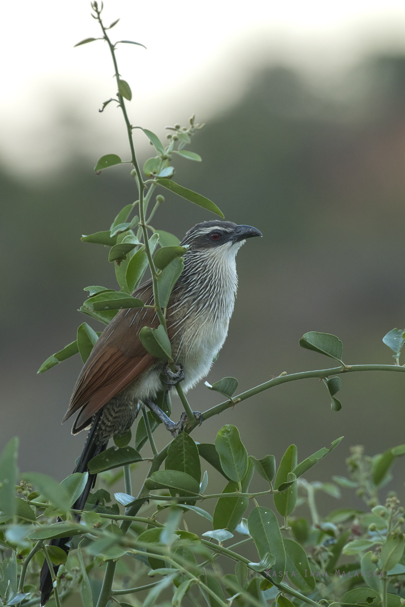 Centropus, superciliosus, White-browed, Coucal, Africa, Kenya