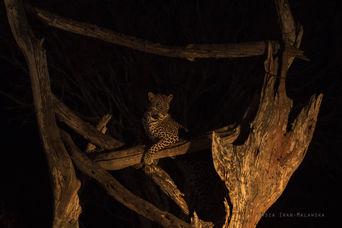 Panthera, pardus, Leopard, Africa, Kenya