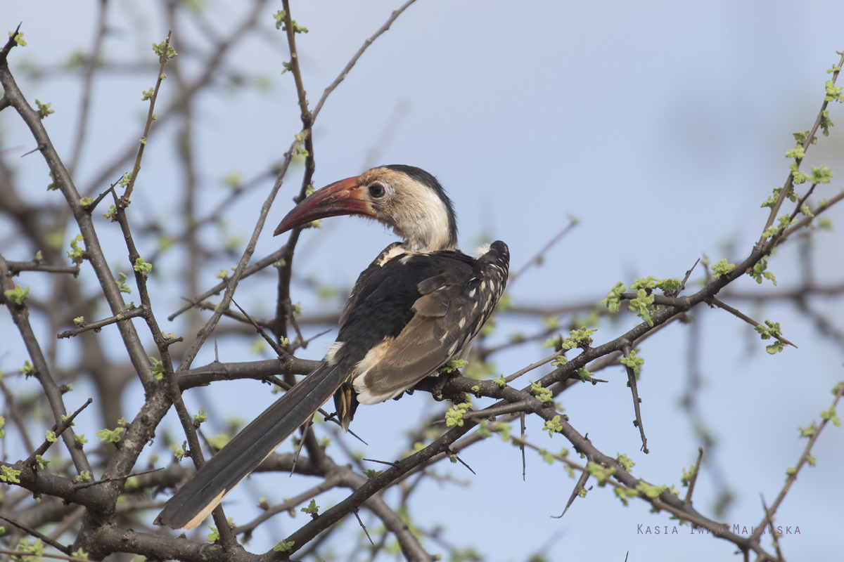 Tockus, erythrorhynchus, Red-billed, Hornbill, Africa, Kenya