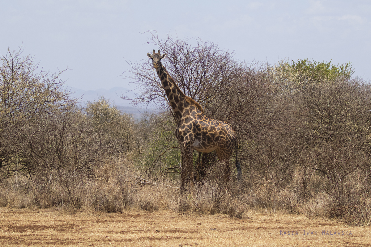 yrafa, Giraffa, camelopardalis, yrafa, Afryka, Kenia, ssaki