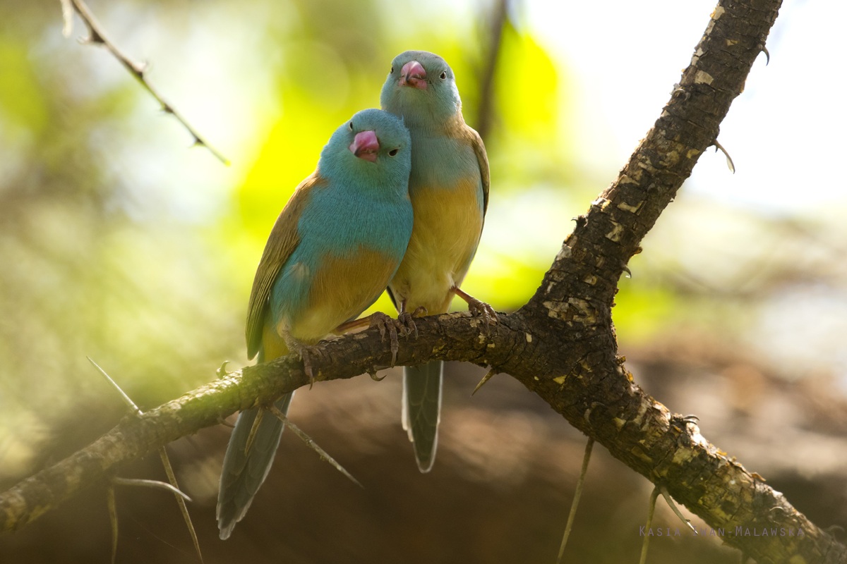 Uraeginthus, cyanocephalus, Blue-capped, Cordon-bleu, Africa, Kenya