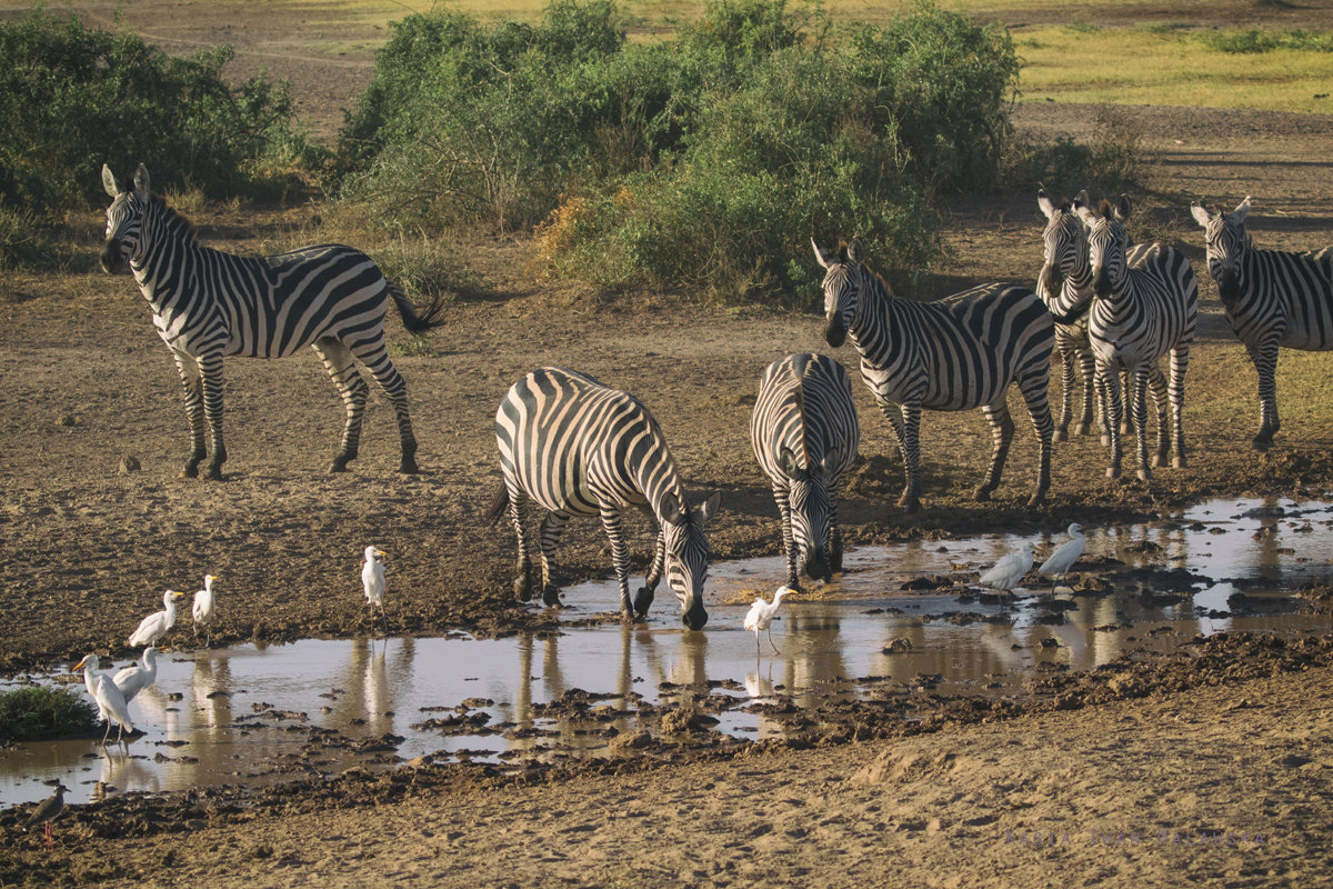 Zebra, stepowa, Equus, quagga, Afryka, Kenia, ssaki