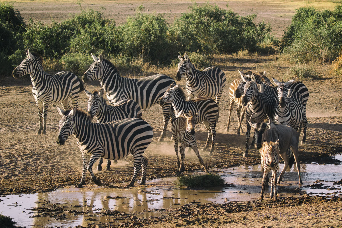 Zebra, stepowa, Equus, quagga, Afryka, Kenia, ssaki