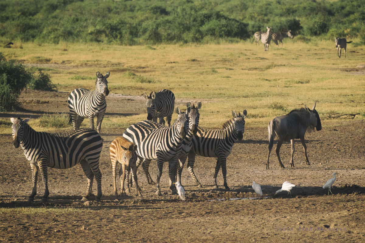 Zebra, stepowa, Equus, quagga, Afryka, Kenia, ssaki