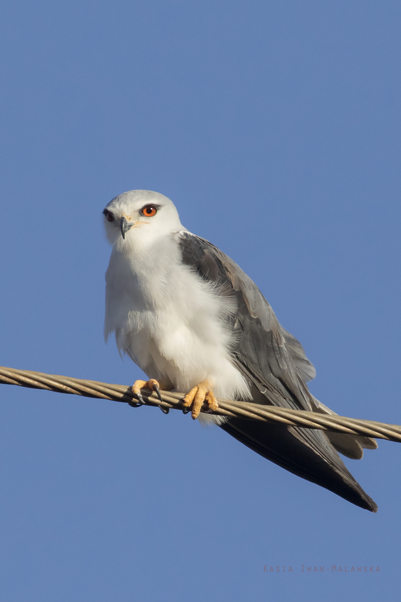 Elanus, caeruleus, Black-winged, Kite, Africa, Kenya