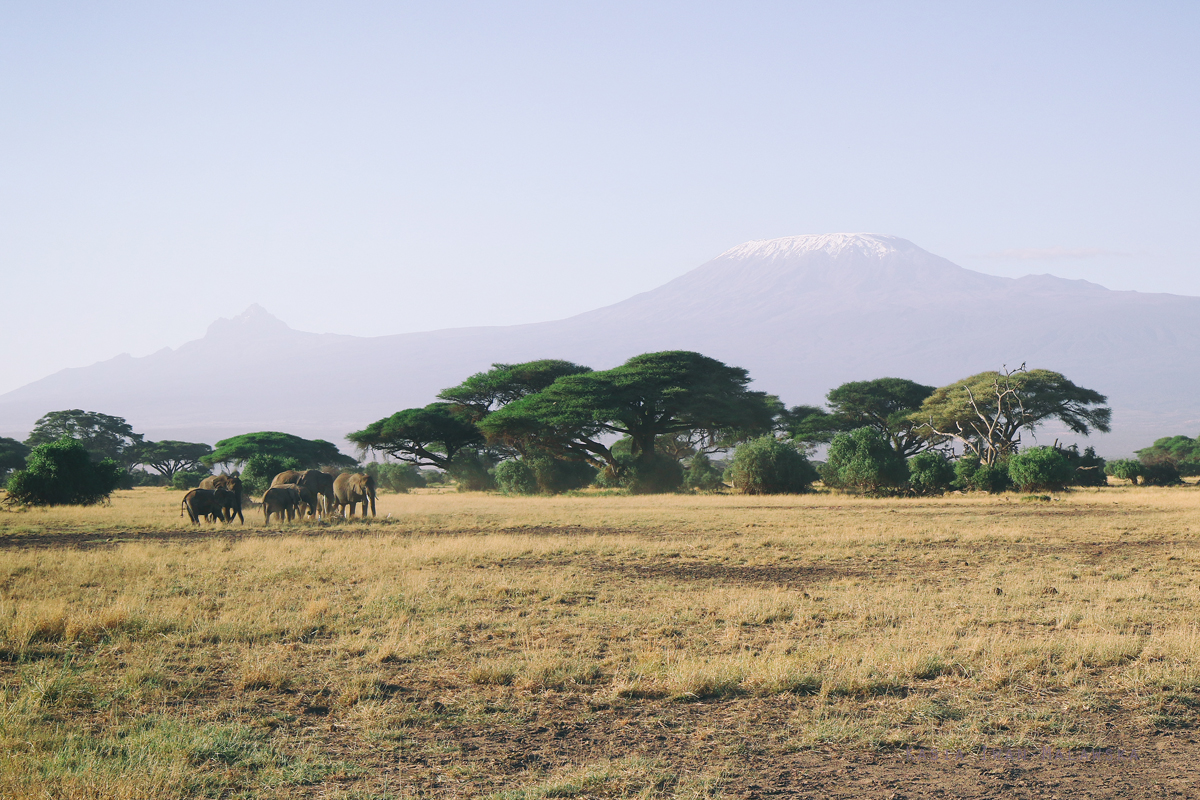 Loxodonta, africana, African, bush, elephant, Africa, Kenya