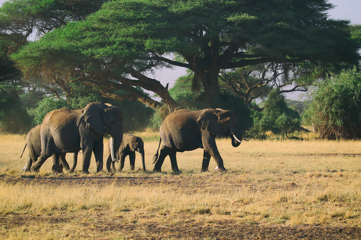 Loxodonta, africana, African, bush, elephant, Africa, Kenya