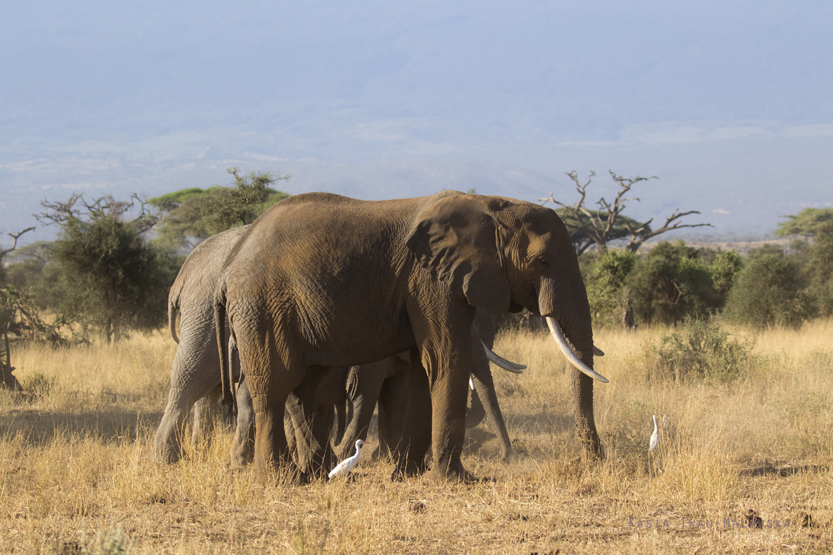 Loxodonta, africana, African, bush, elephant, Africa, Kenya