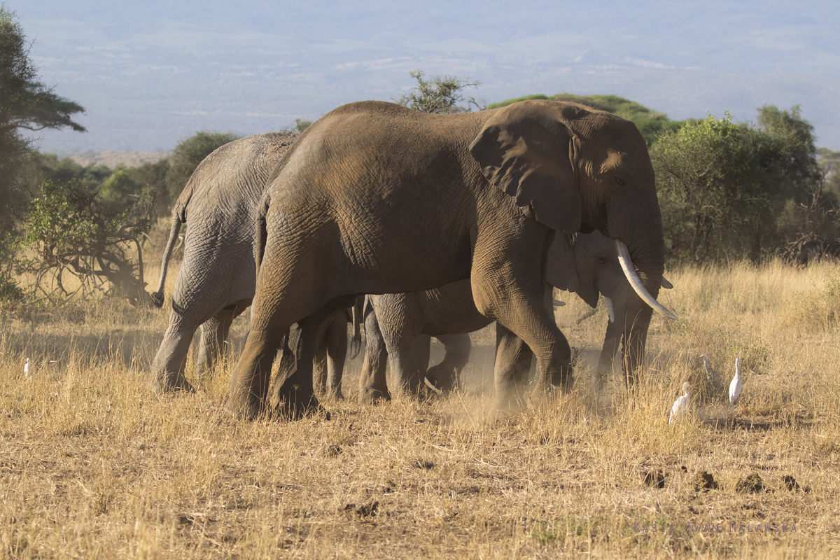 Loxodonta, africana, African, bush, elephant, Africa, Kenya