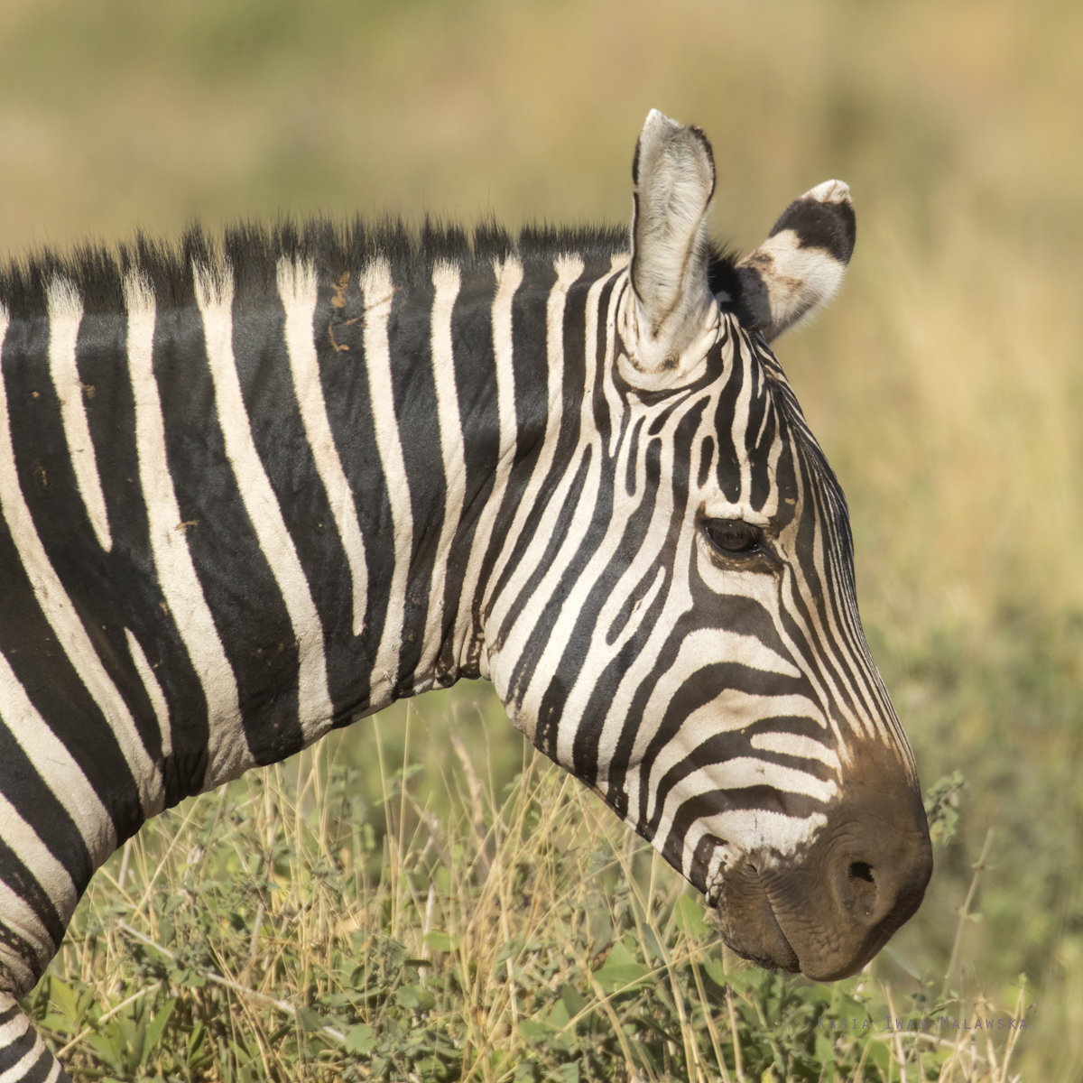 Zebra, stepowa, Equus, quagga, Afryka, Kenia, ssaki