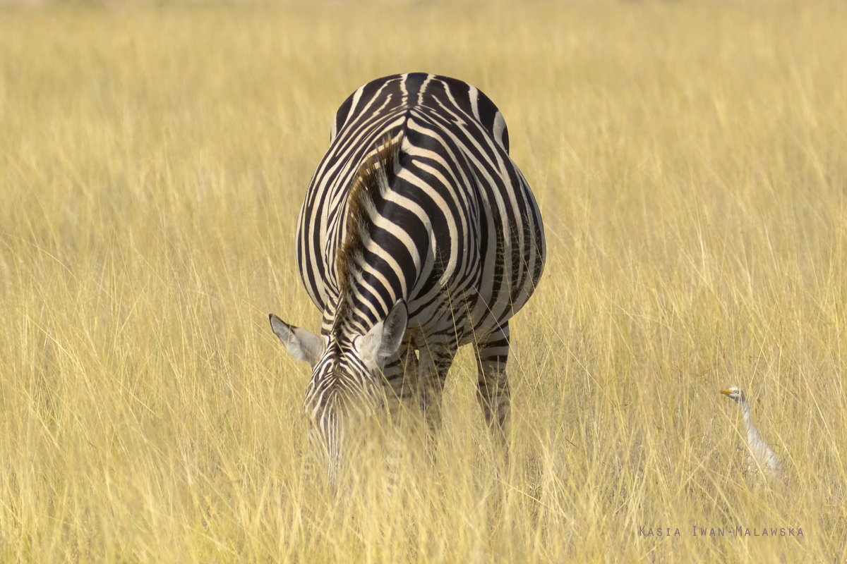 Zebra, stepowa, Equus, quagga, Afryka, Kenia, ssaki