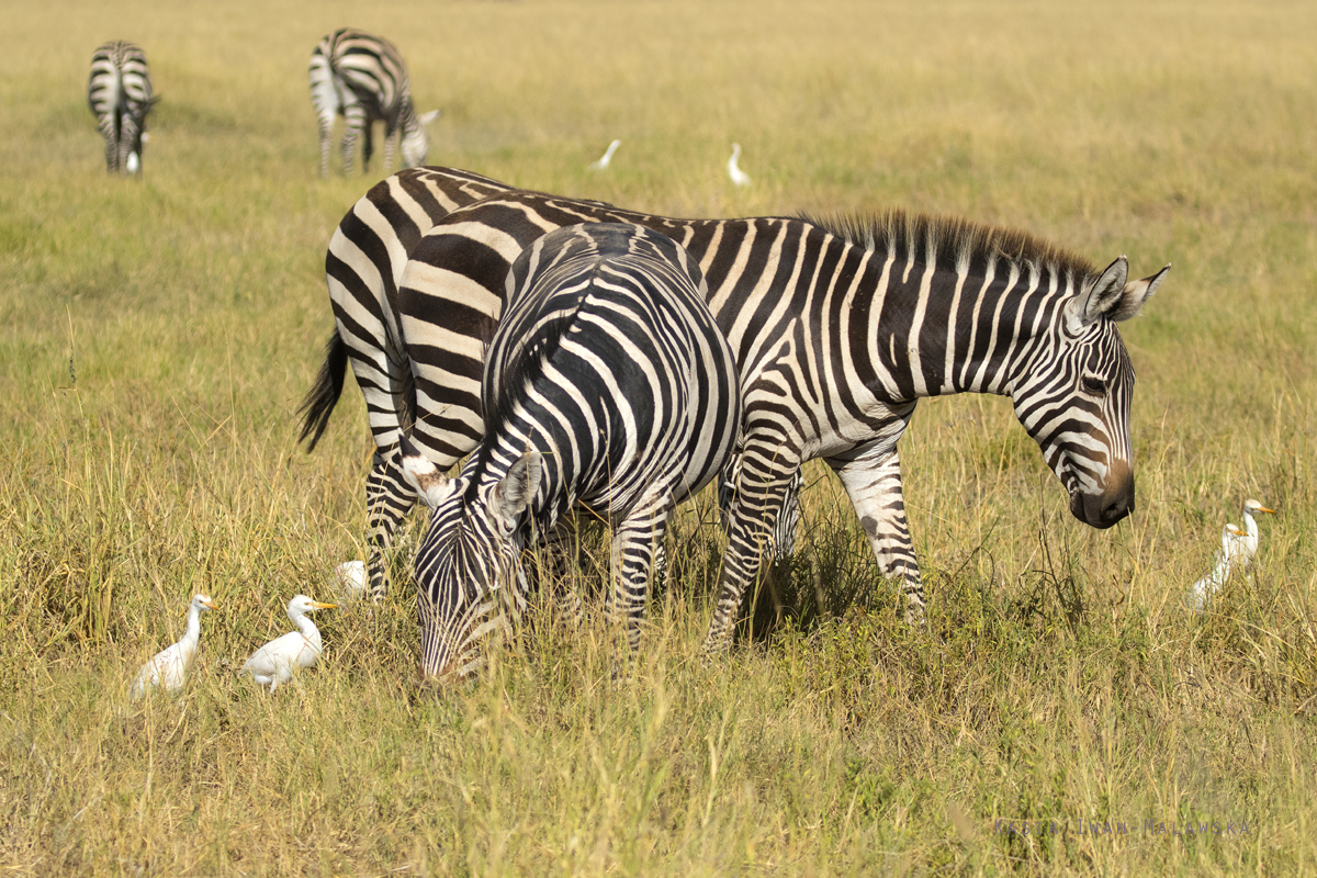 Zebra, stepowa, Equus, quagga, Afryka, Kenia, ssaki