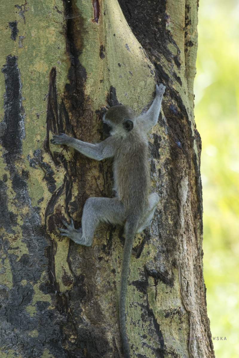 Chlorocebus, pygerythrus, Vervet, Monkey, Africa, Kenya