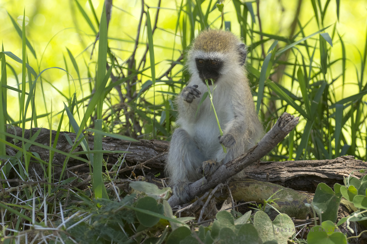 Chlorocebus, pygerythrus, Vervet, monkey, Africa, Kenya