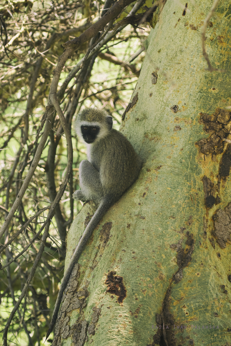 Chlorocebus, pygerythrus, Vervet, monkey, Africa, Kenya