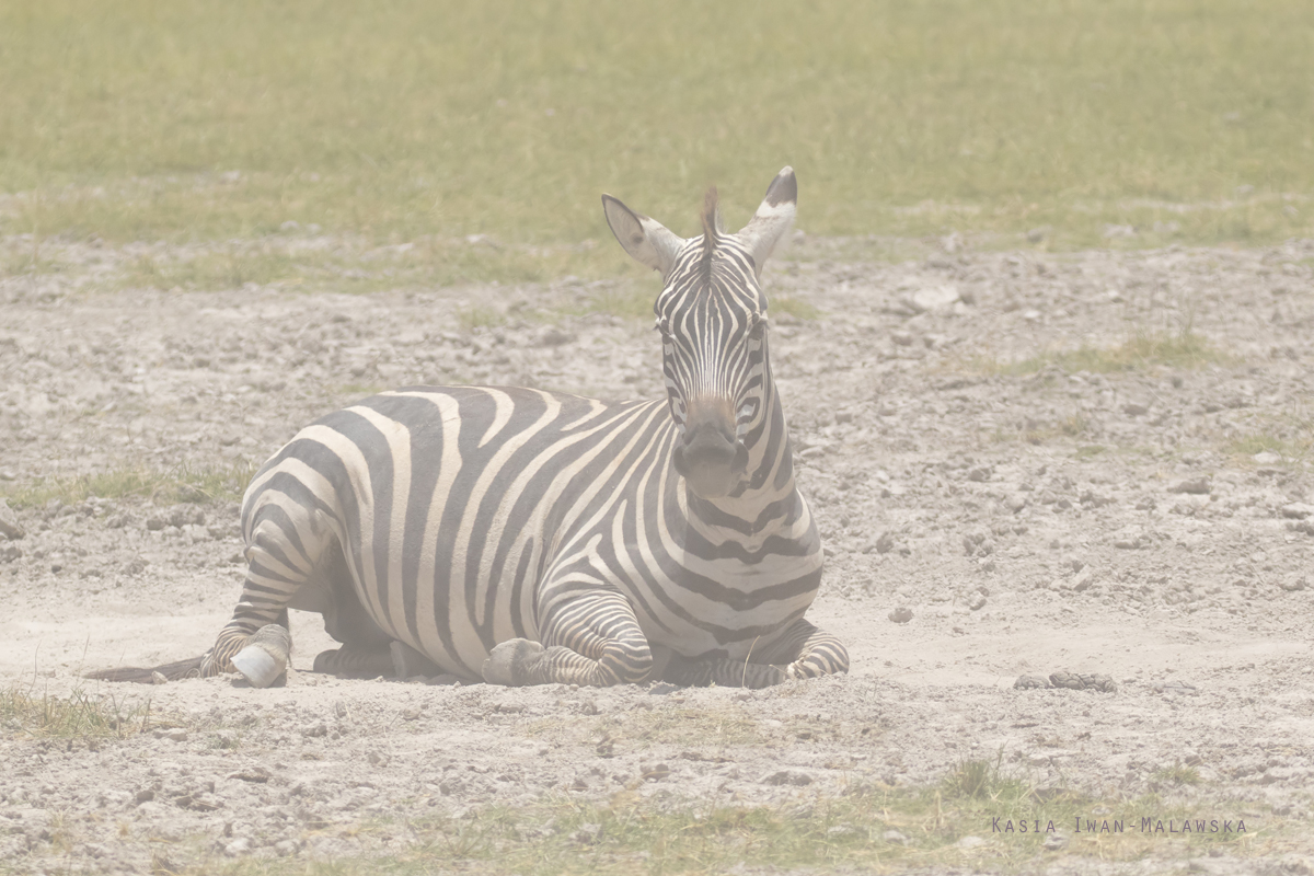 Zebra, stepowa, Equus, quagga, Afryka, Kenia, ssaki