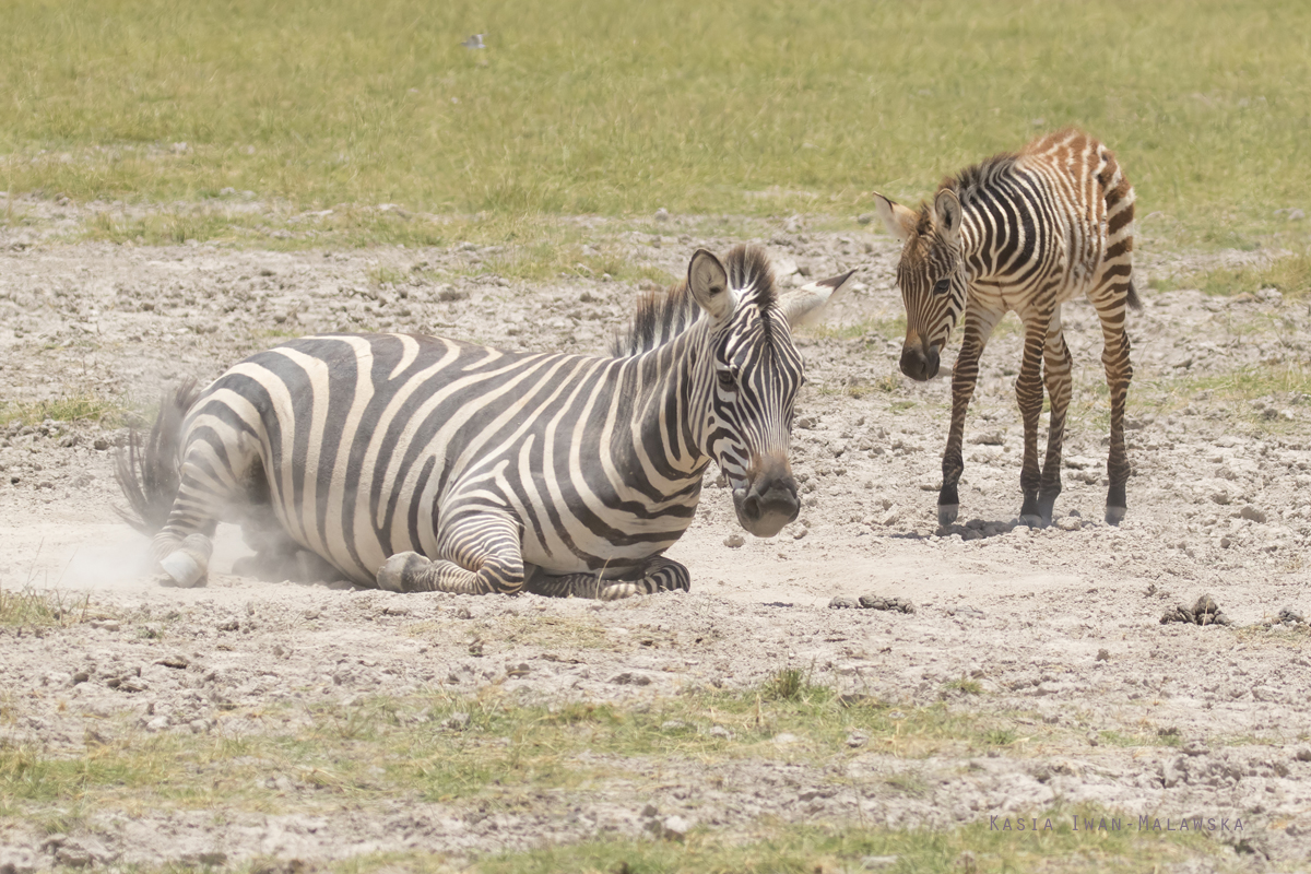 Zebra, stepowa, Equus, quagga, Afryka, Kenia, ssaki