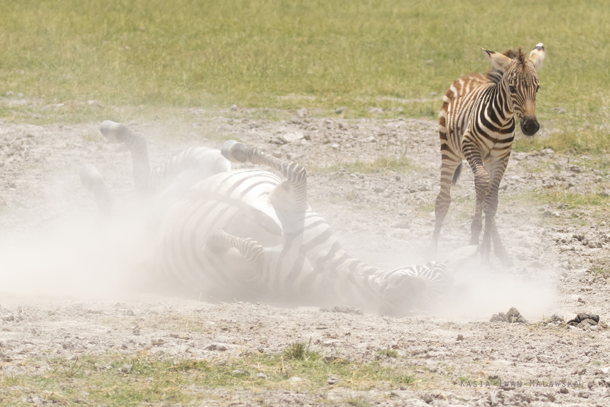 Zebra, stepowa, Equus, quagga, Afryka, Kenia, ssaki