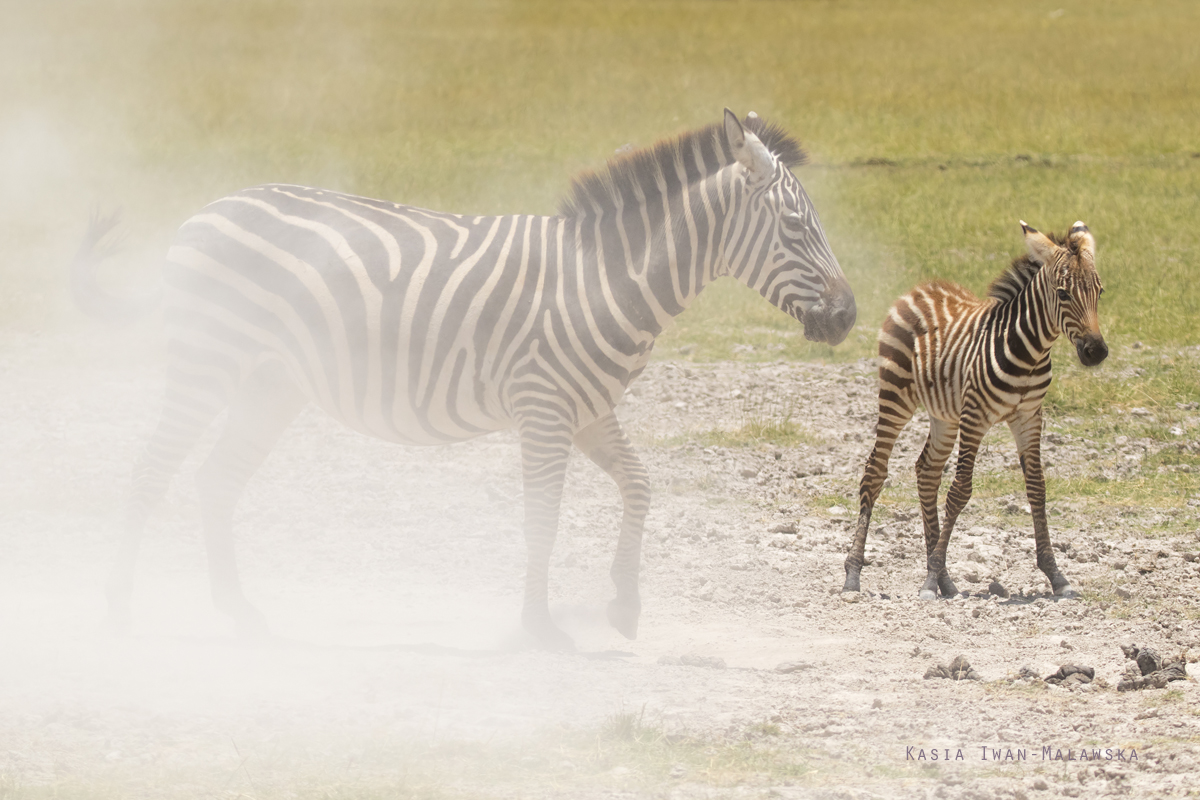 Zebra, stepowa, Equus, quagga, Afryka, Kenia, ssaki