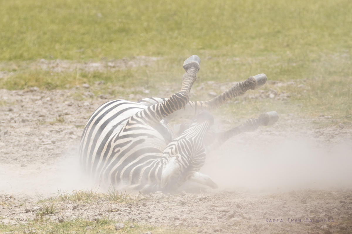 Zebra, stepowa, Equus, quagga, Afryka, Kenia, ssaki