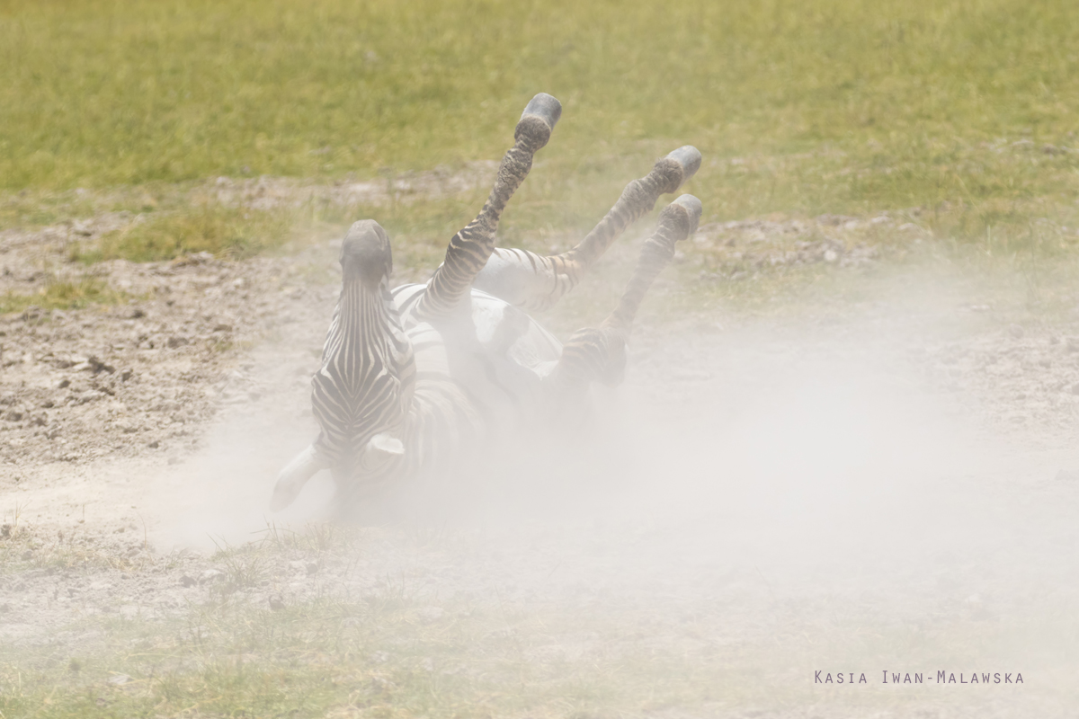 Zebra, stepowa, Equus, quagga, Afryka, Kenia, ssaki