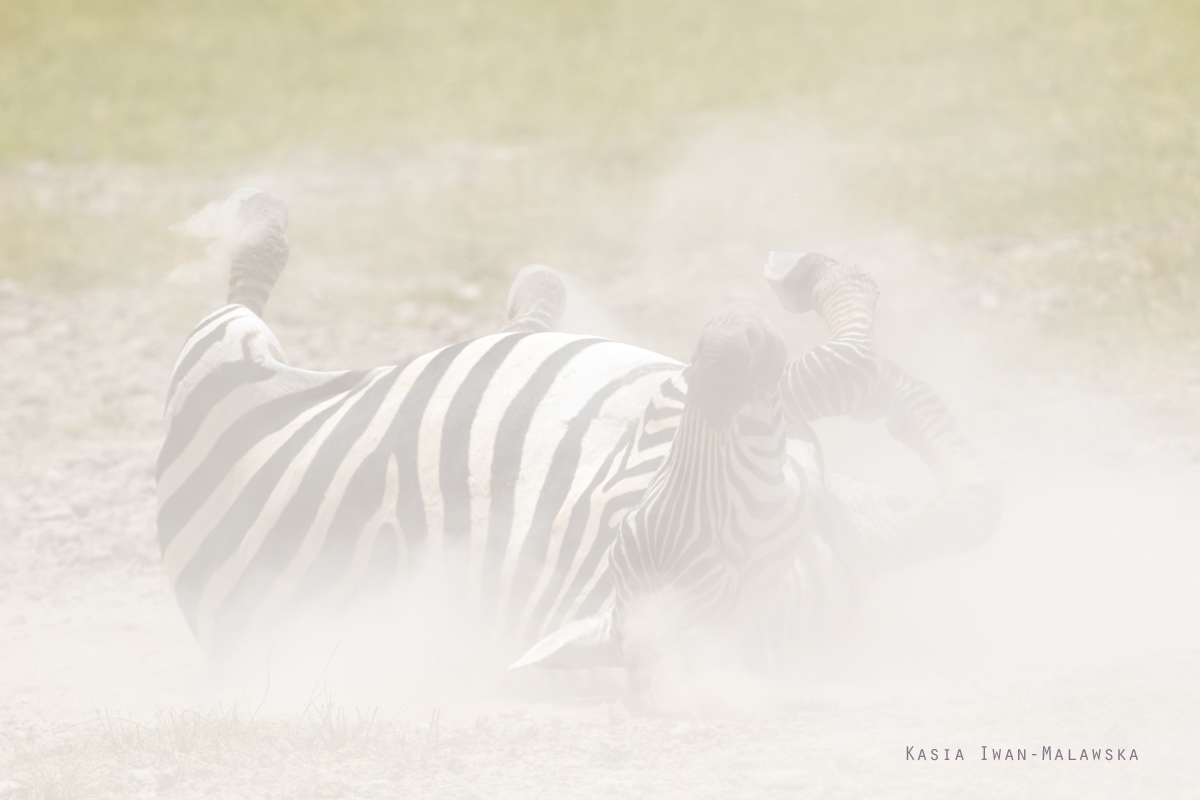 Equus, quagga, Plains, zebra, Africa, Kenya