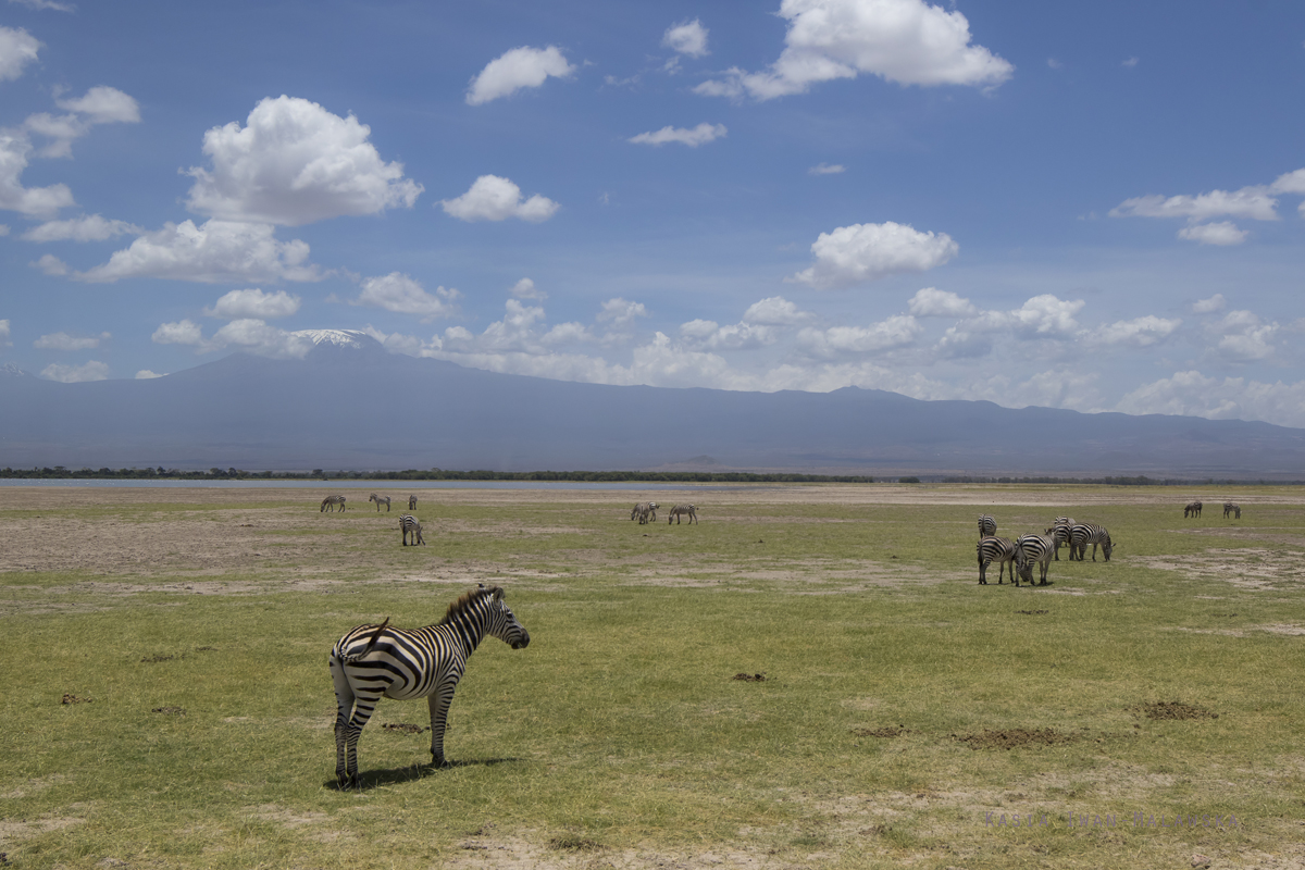 Zebra, stepowa, Equus, quagga, Afryka, Kenia, ssaki