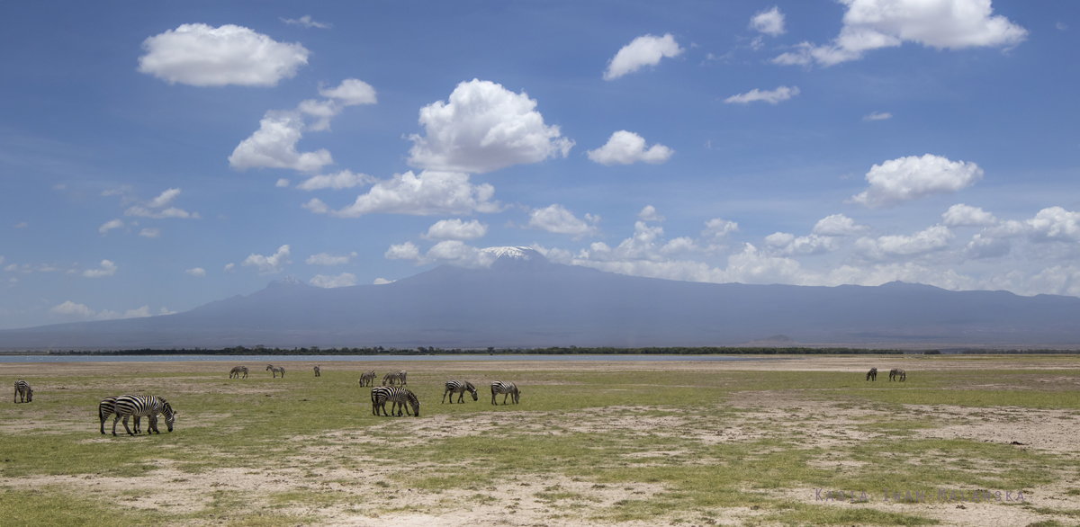 Equus, quagga, Plains, Zebra, Africa, Kenya