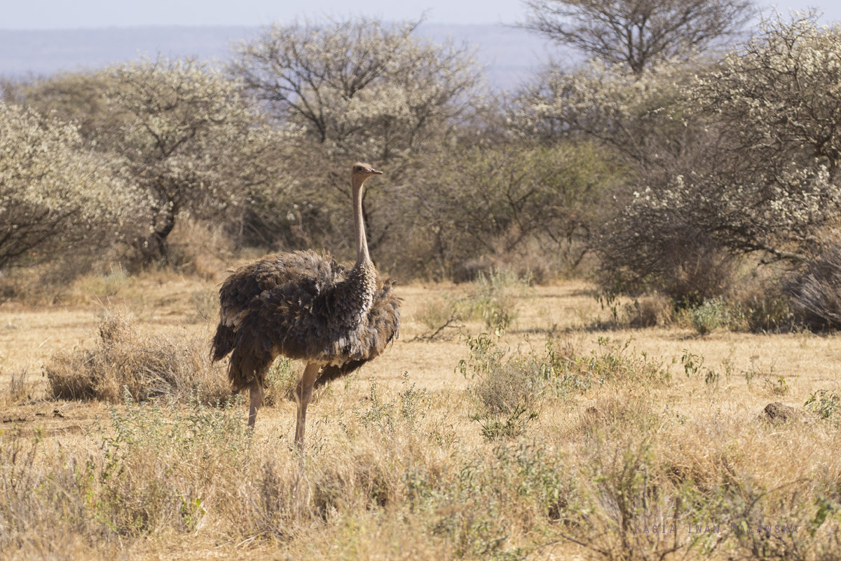 Struthio, camelus, Common, Ostrich, Africa, Kenya