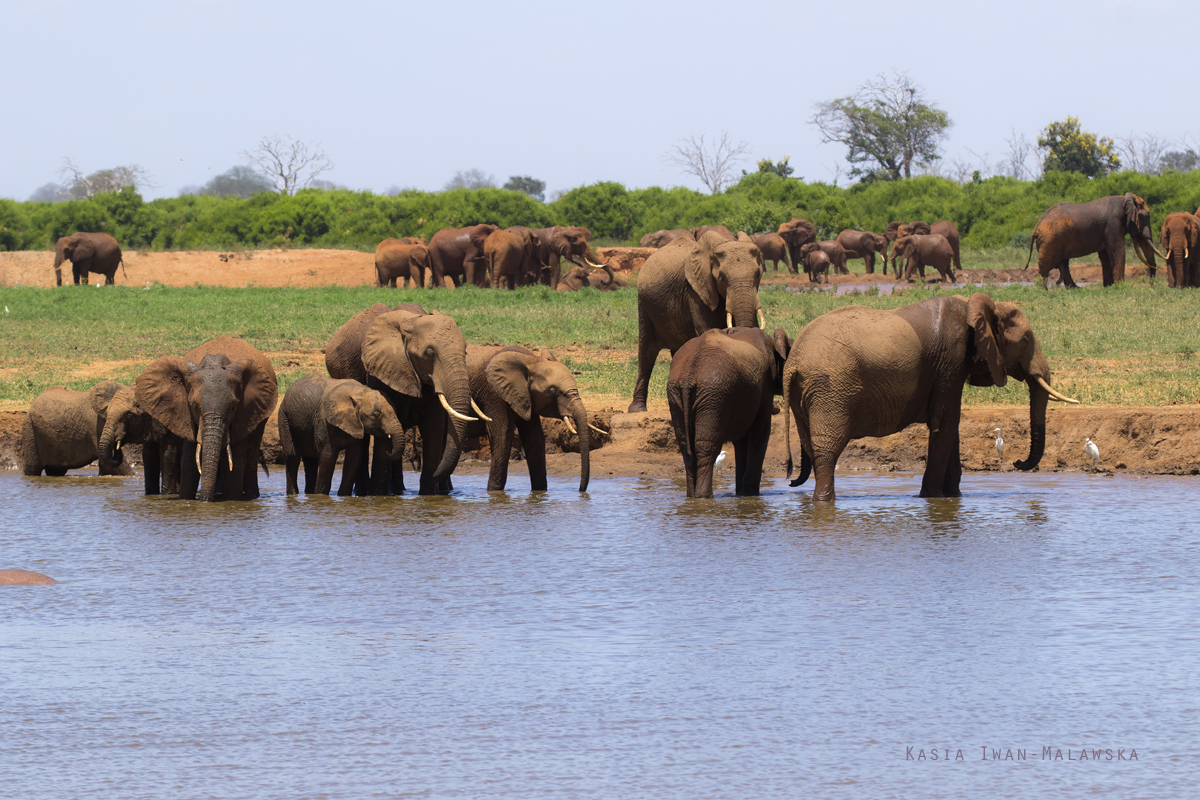 Loxodonta, africana, African, Bush, Elephant, Africa, Kenya