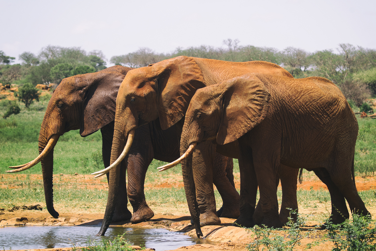 Loxodonta, africana, African, bush, elephant, Africa, Kenya