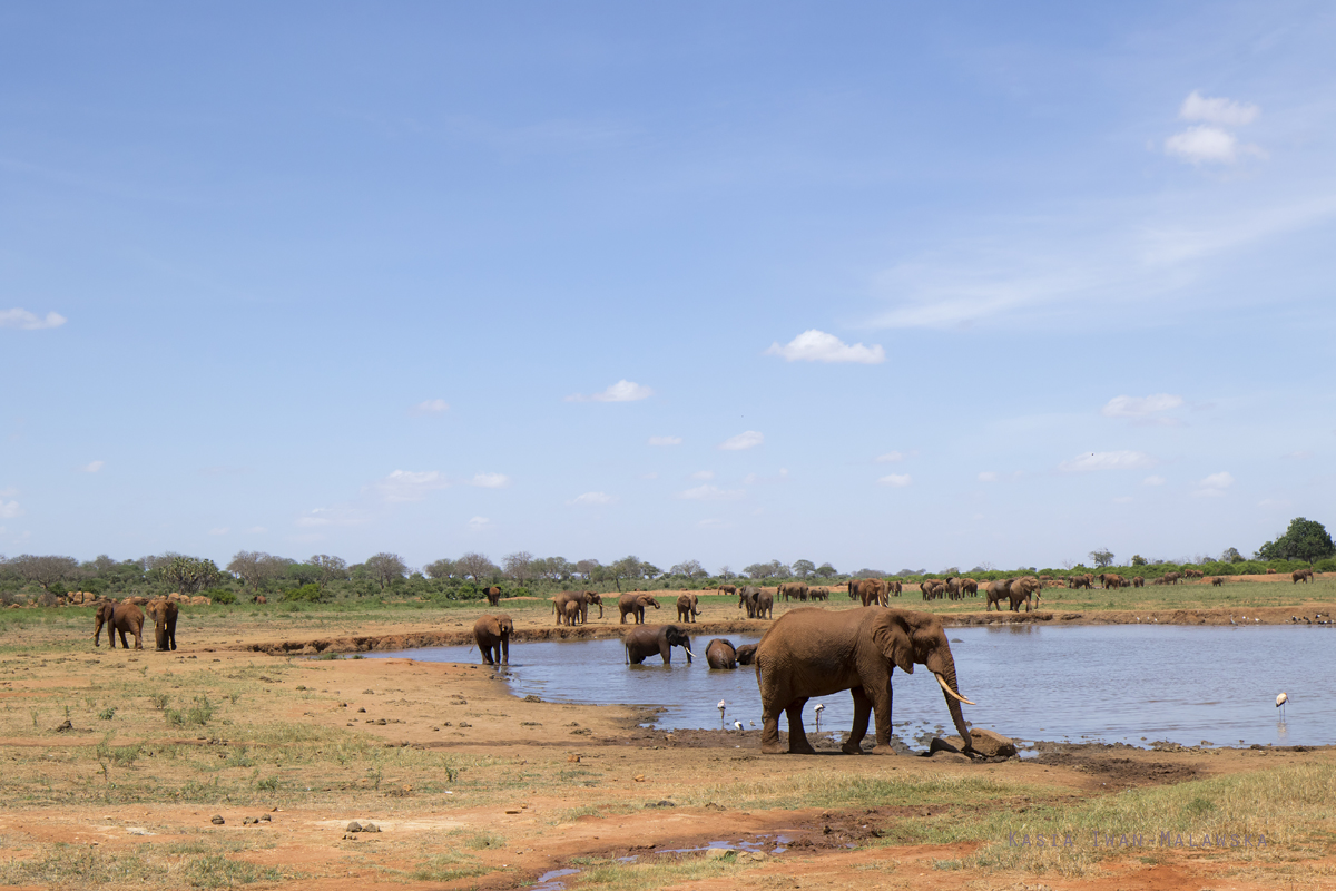 Loxodonta, africana, African, bush, elephant, Africa, Kenya