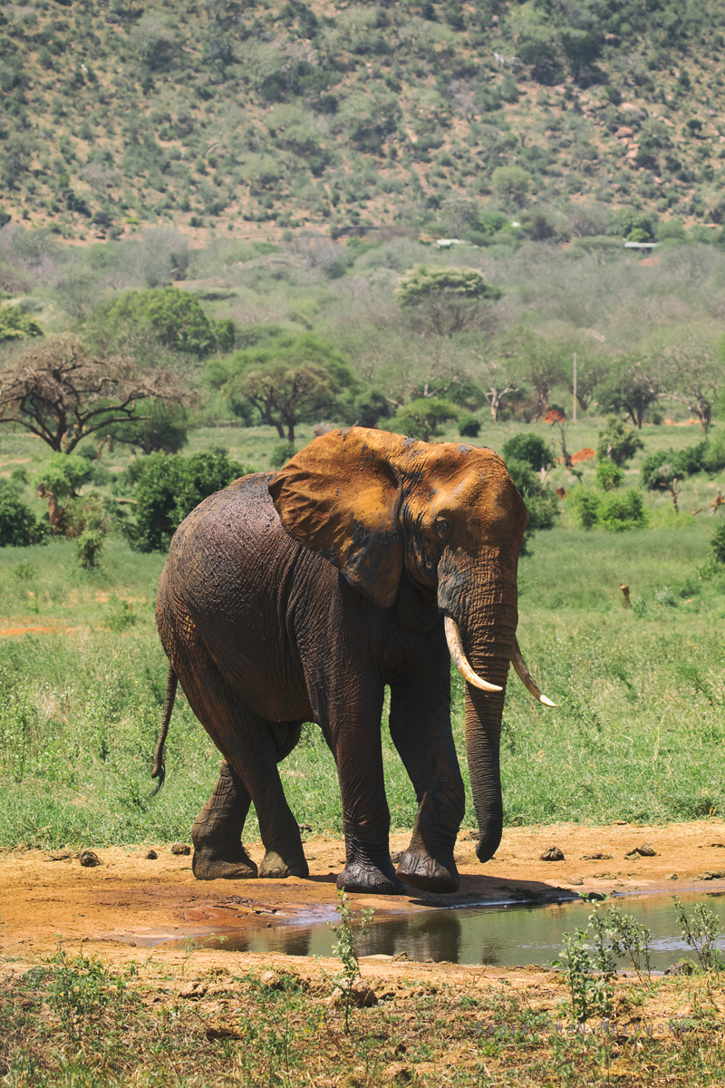 Loxodonta, africana, African, bush, elephant, Africa, Kenya