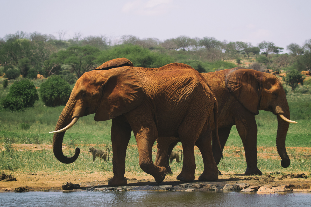 Loxodonta, africana, African, bush, elephant, Africa, Kenya