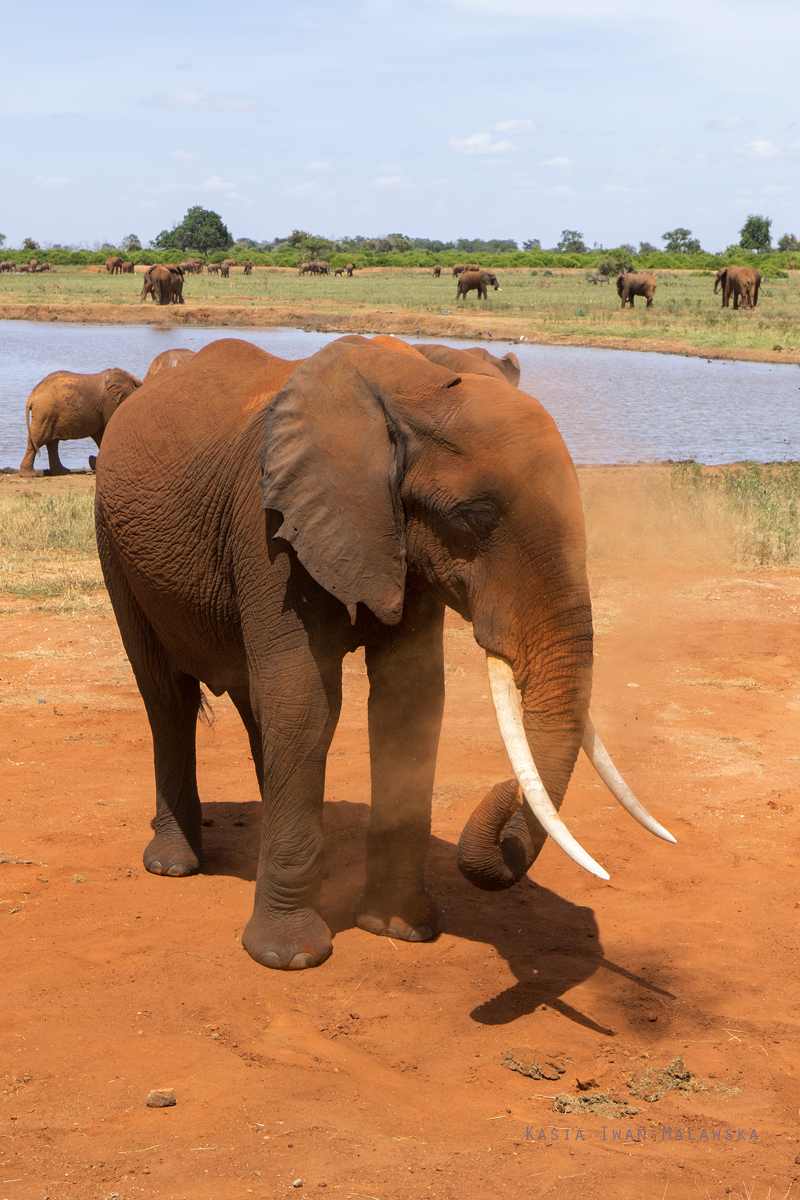 Loxodonta, africana, African, bush, elephant, Africa, Kenya