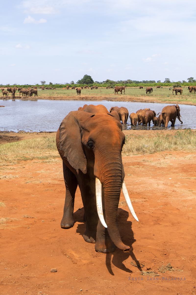 Loxodonta, africana, African, bush, elephant, Africa, Kenya