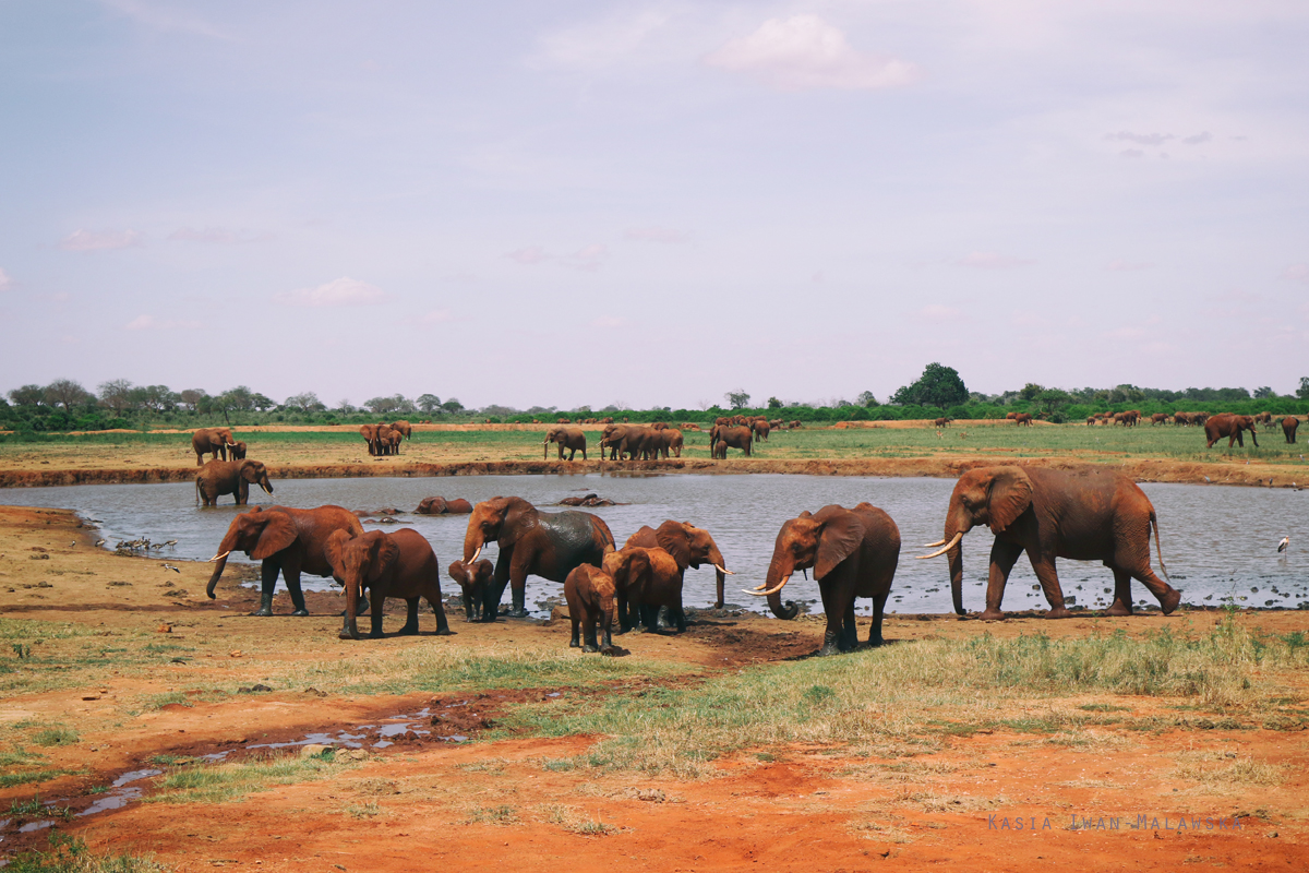 Loxodonta, africana, African, bush, elephant, Africa, Kenya