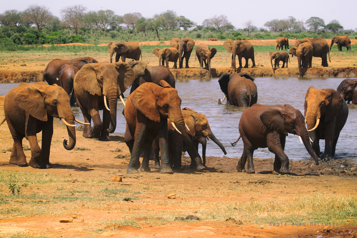 Loxodonta, africana, African, bush, elephant, Africa, Kenya