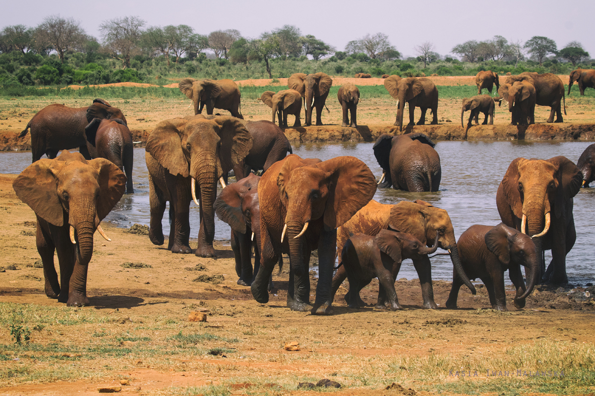 Loxodonta, africana, African, bush, elephant, Africa, Kenya