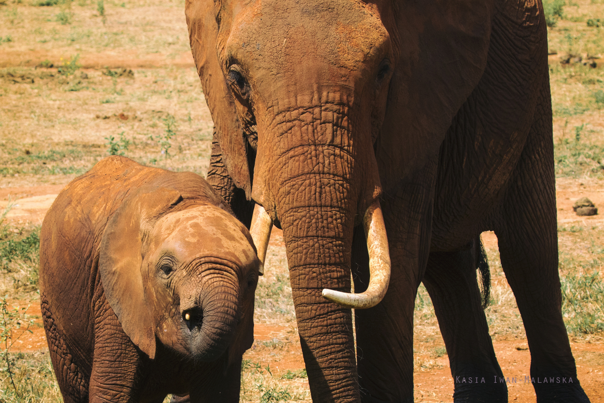 Loxodonta, africana, African, bush, elephant, Africa, Kenya