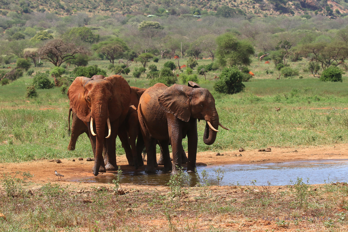 Loxodonta, africana, African, bush, elephant, Africa, Kenya