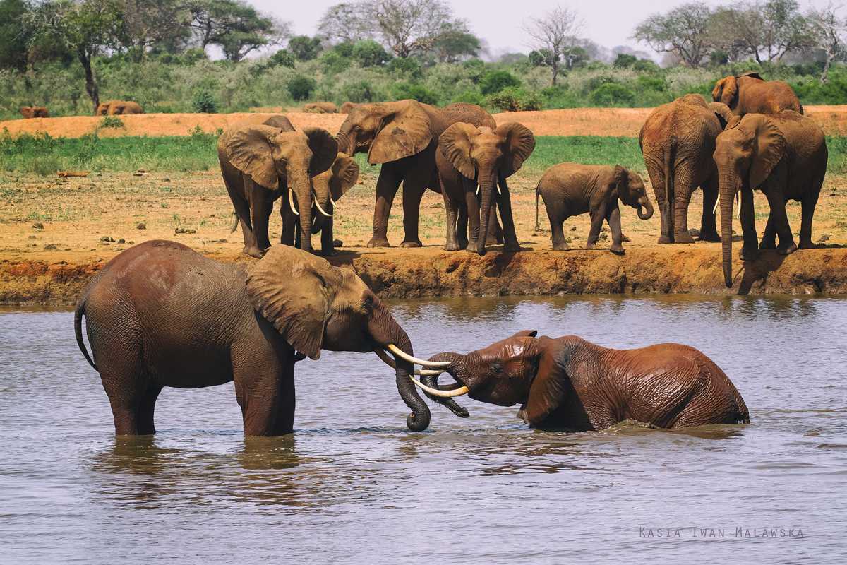 Loxodonta, africana, African, bush, elephant, Africa, Kenya