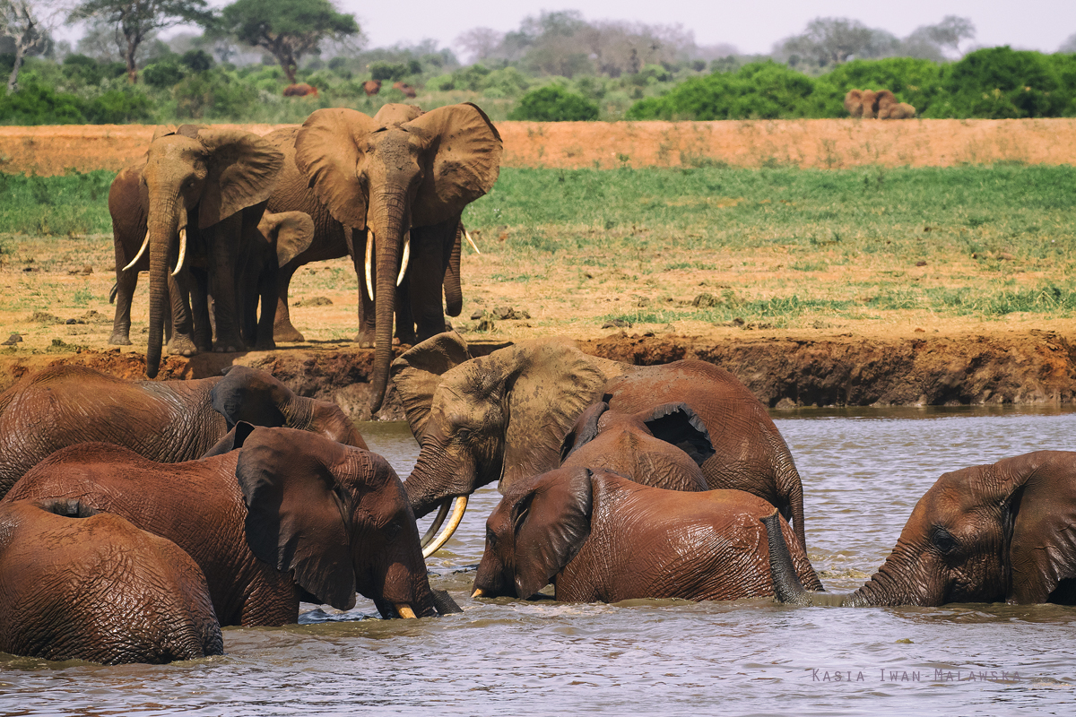 Loxodonta, africana, African, bush, elephant, Africa, Kenya