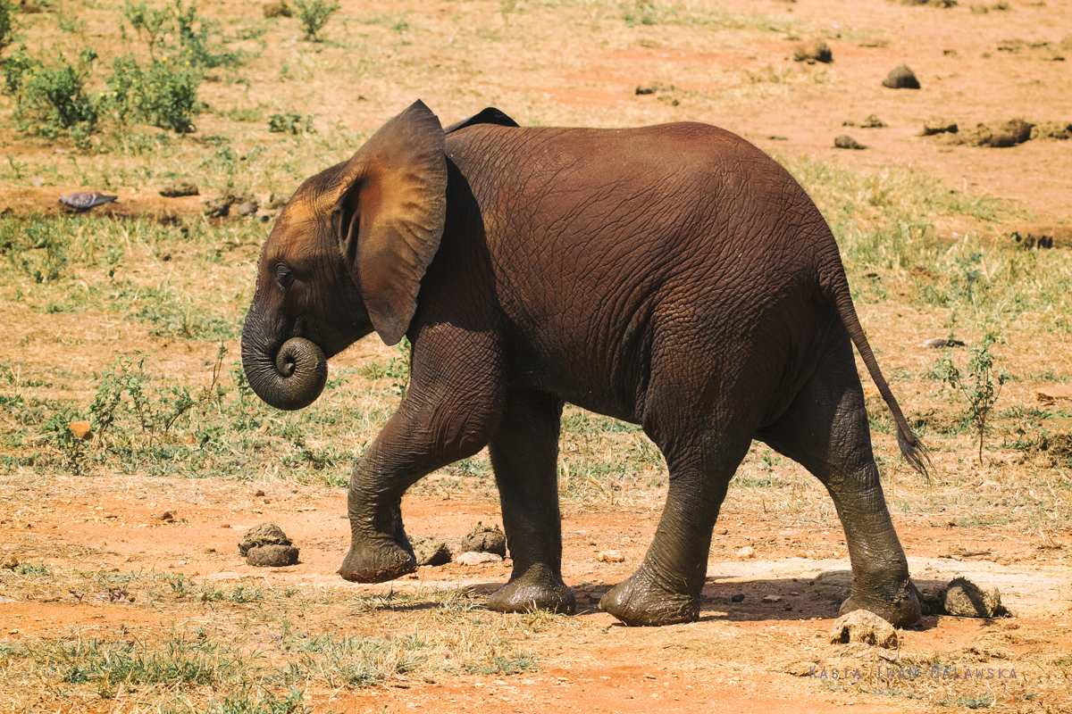 Loxodonta, africana, African, bush, elephant, Africa, Kenya