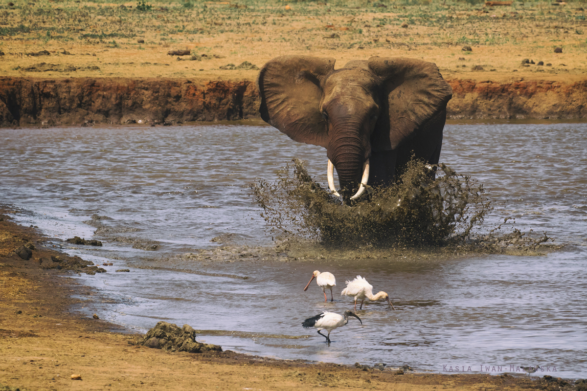 Loxodonta, africana, African, bush, elephant, Africa, Kenya