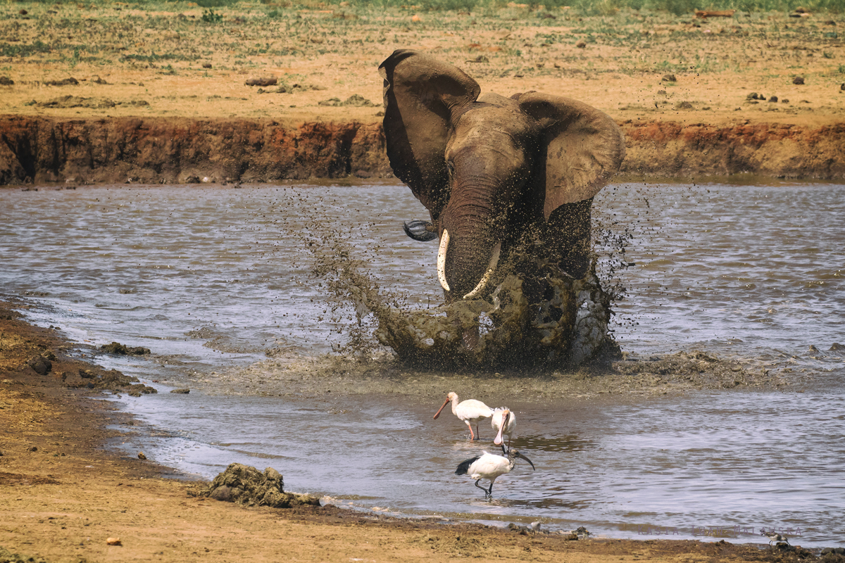 Loxodonta, africana, African, bush, elephant, Africa, Kenya