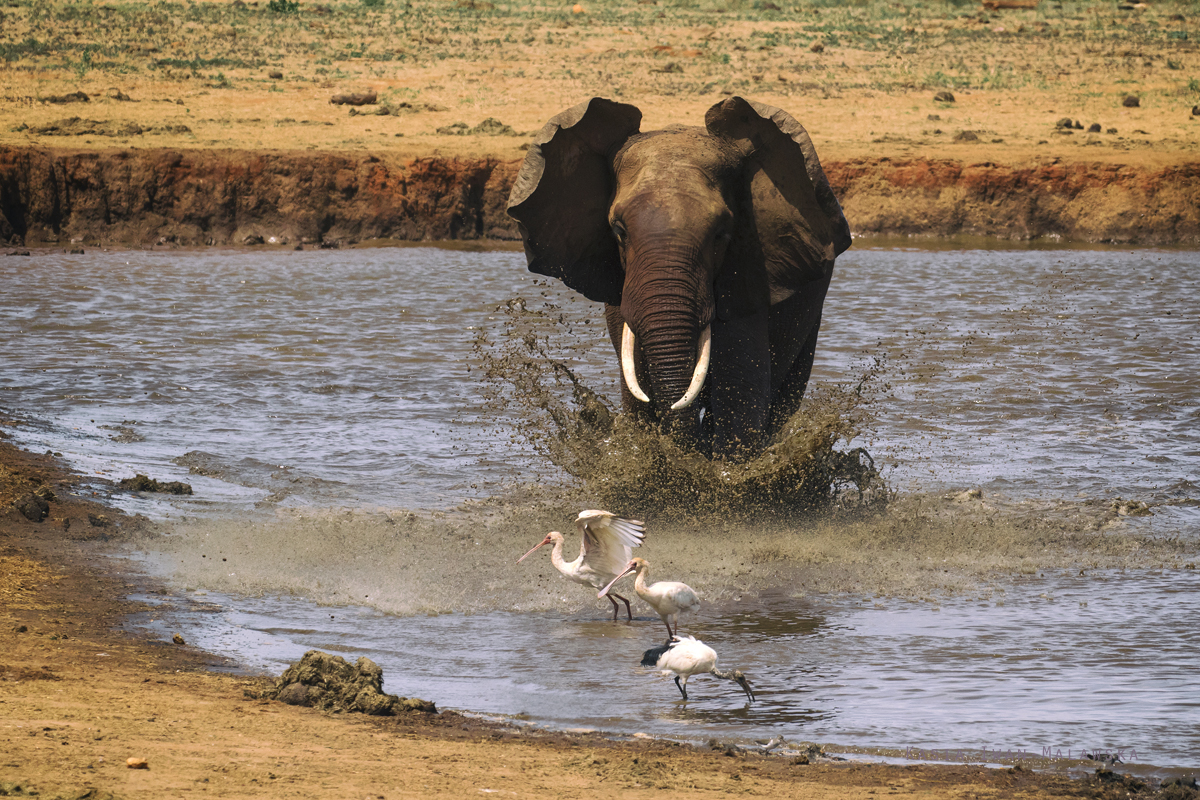 Loxodonta, africana, African, bush, elephant, Africa, Kenya