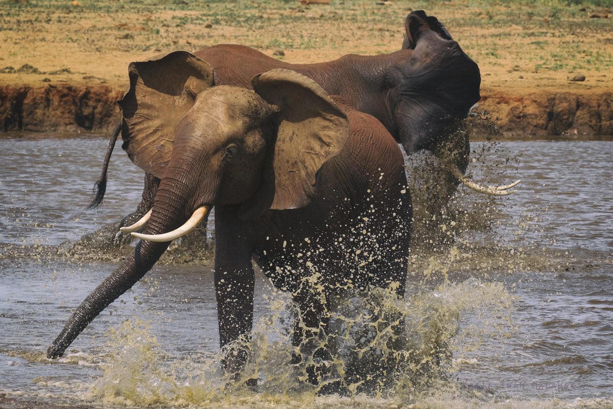 Loxodonta, africana, African, bush, elephant, Africa, Kenya